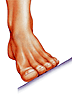 Type & Size of foot