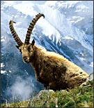 Clica per ingrandire